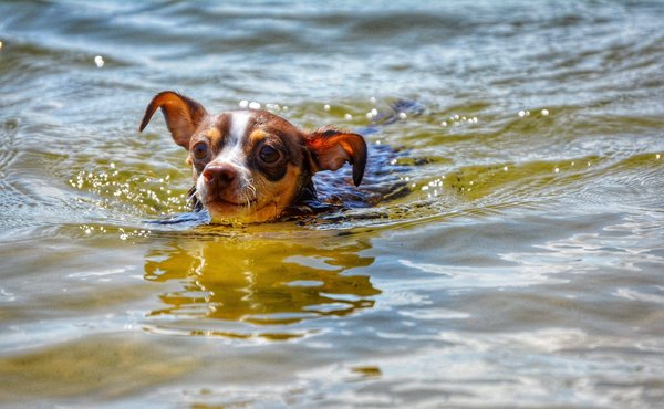 Développer un blog sur la pêche récréative pour les débutants